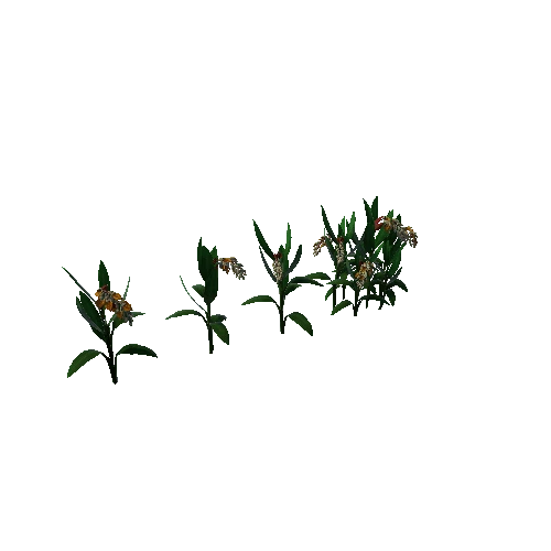 Flower_Alpinia zerumbet4